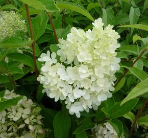 Hortenzie latnatá 'Grandiflora' - Hydrangea paniculata 'Grandiflora'