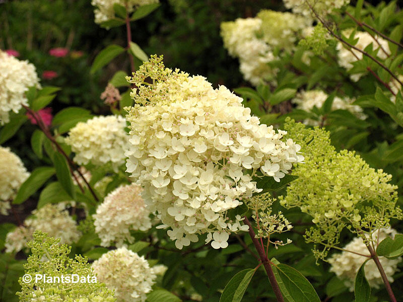 Hortenzie latnatá 'Grandiflora' - Hydrangea paniculata 'Grandiflora'