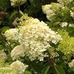 Hortenzie latnatá 'Grandiflora' - Hydrangea paniculata 'Grandiflora'