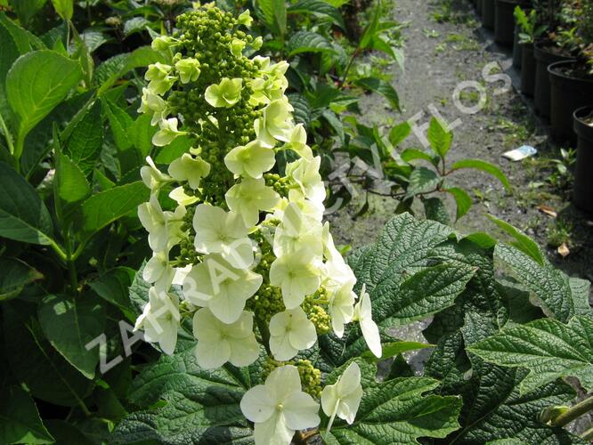 Hortenzie dubolistá 'Snow Queen' - Hydrangea quercifolia 'Snow Queen'