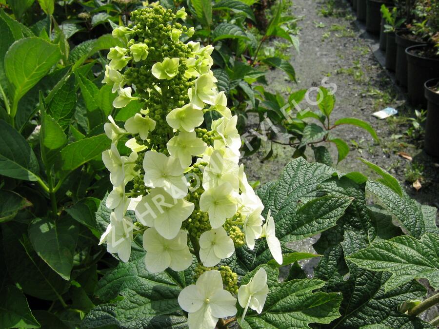 Hortenzie dubolistá 'Snow Queen' - Hydrangea quercifolia 'Snow Queen'