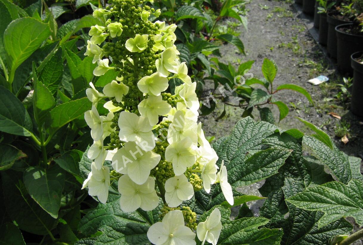 Hortenzie dubolistá 'Snow Queen' - Hydrangea quercifolia 'Snow Queen'