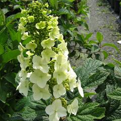 Hortenzie dubolistá 'Snow Queen' - Hydrangea quercifolia 'Snow Queen'