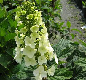 Hortenzie dubolistá 'Snow Queen' - Hydrangea quercifolia 'Snow Queen'