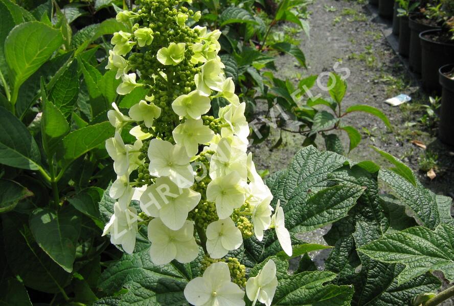 Hortenzie dubolistá 'Snow Queen' - Hydrangea quercifolia 'Snow Queen'
