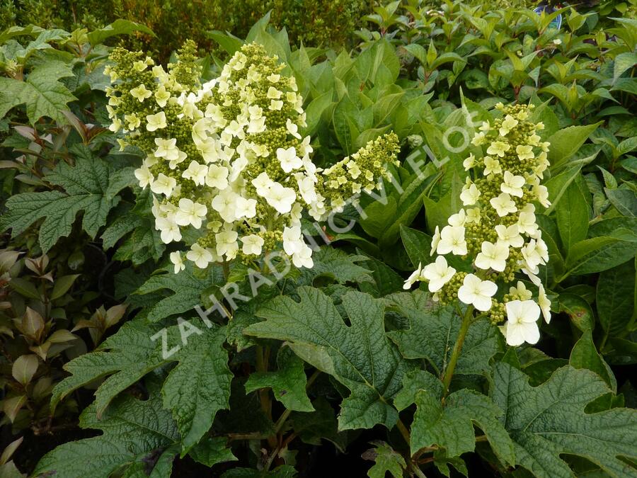Hortenzie dubolistá 'Snow Queen' - Hydrangea quercifolia 'Snow Queen'