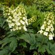 Hortenzie dubolistá 'Snow Queen' - Hydrangea quercifolia 'Snow Queen'