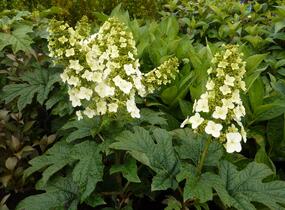 Hortenzie dubolistá 'Snow Queen' - Hydrangea quercifolia 'Snow Queen'
