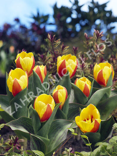 Tulipán Kaufmannův 'Stresa' - Tulipa Kaufmanniana 'Stresa'