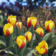 Tulipán Kaufmannův 'Stresa' - Tulipa Kaufmanniana 'Stresa'
