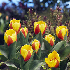 Tulipán Kaufmannův 'Stresa' - Tulipa Kaufmanniana 'Stresa'