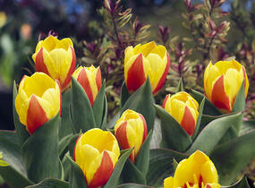 Tulipán Kaufmannův 'Stresa' - Tulipa Kaufmanniana 'Stresa'