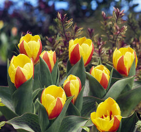 Tulipán Kaufmannův 'Stresa' - Tulipa Kaufmanniana 'Stresa'