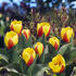 tulipan-kaufmanniana-stresa.jpg