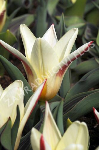 Tulipán Kaufmannův 'Johann Strauss' - Tulipa Kaufmanniana 'Johann Strauss'