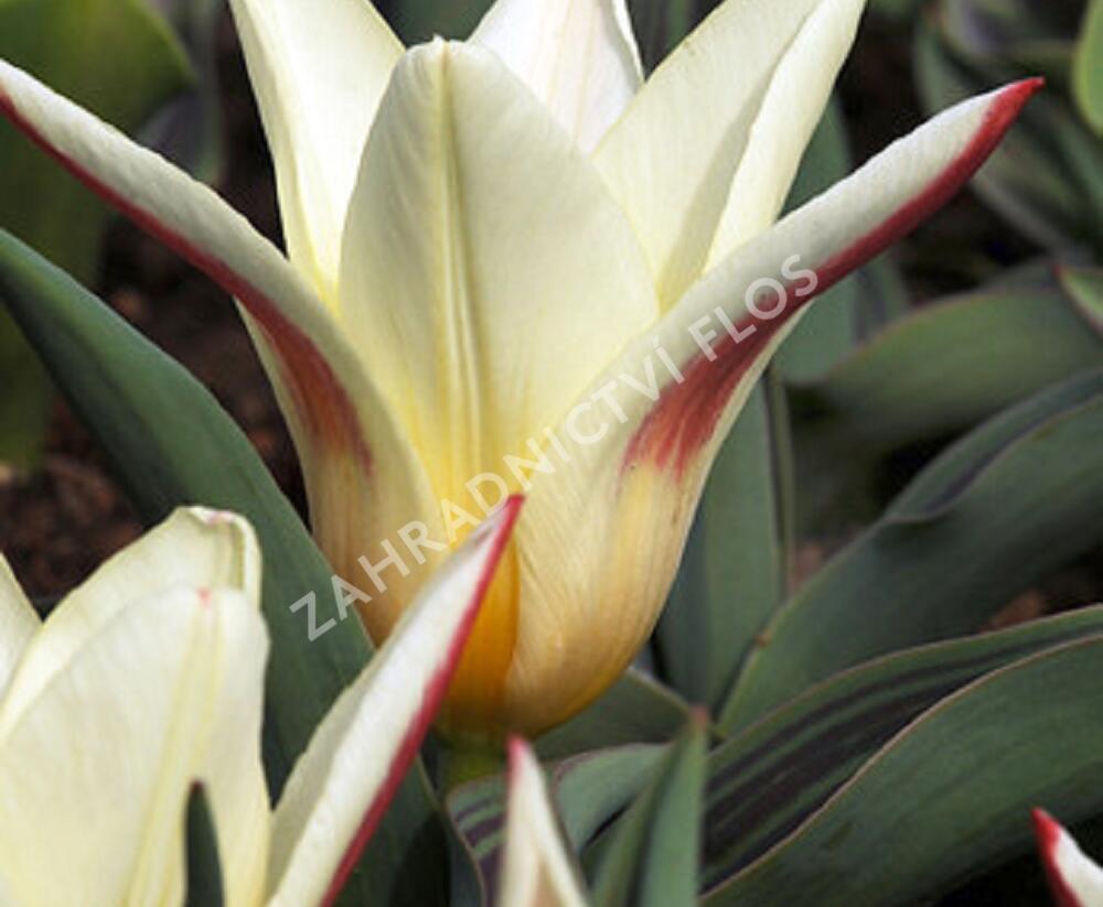 Tulipán Kaufmannův 'Johann Strauss' - Tulipa Kaufmanniana 'Johann Strauss'