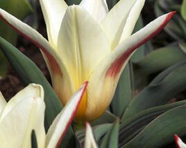 Tulipán Kaufmannův 'Johann Strauss'