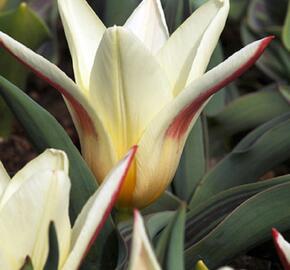 Tulipán Kaufmannův 'Johann Strauss' - Tulipa Kaufmanniana 'Johann Strauss'