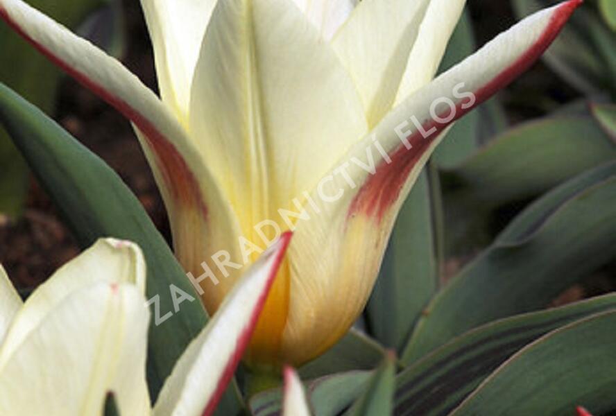 Tulipán Kaufmannův 'Johann Strauss' - Tulipa Kaufmanniana 'Johann Strauss'