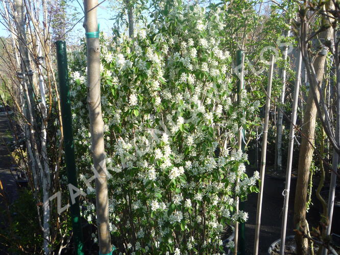 Muchovník olšolistý 'Obelisk' - Amelanchier alnifolia 'Obelisk'