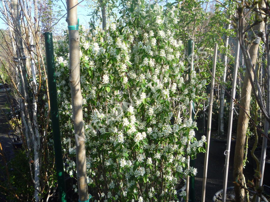 Muchovník olšolistý 'Obelisk' - Amelanchier alnifolia 'Obelisk'