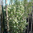 Muchovník olšolistý 'Obelisk' - Amelanchier alnifolia 'Obelisk'
