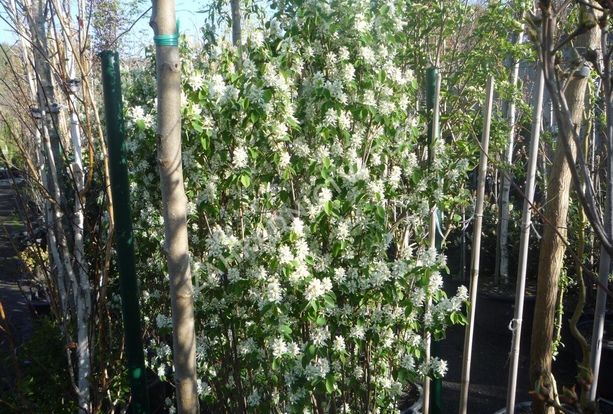 Muchovník olšolistý 'Obelisk' - Amelanchier alnifolia 'Obelisk'