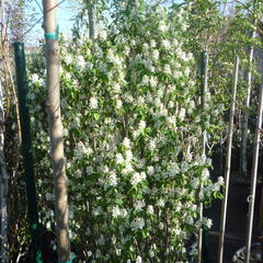 Muchovník olšolistý 'Obelisk' - Amelanchier alnifolia 'Obelisk'