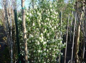 Muchovník olšolistý 'Obelisk' - Amelanchier alnifolia 'Obelisk'