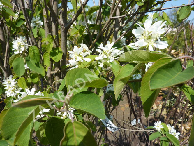 Muchovník olšolistý 'Obelisk' - Amelanchier alnifolia 'Obelisk'