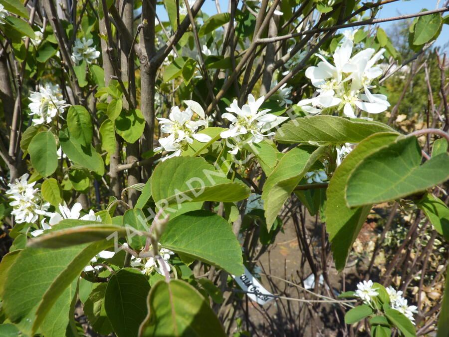 Muchovník olšolistý 'Obelisk' - Amelanchier alnifolia 'Obelisk'