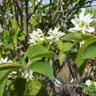 Muchovník olšolistý 'Obelisk' - Amelanchier alnifolia 'Obelisk'