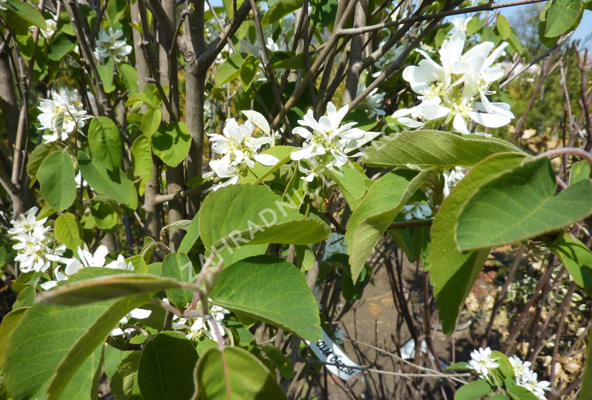 Muchovník olšolistý 'Obelisk' - Amelanchier alnifolia 'Obelisk'