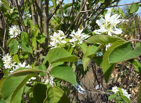 Muchovník olšolistý 'Obelisk' - Amelanchier alnifolia 'Obelisk'