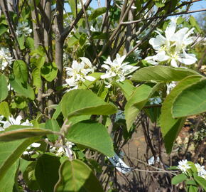 Muchovník olšolistý 'Obelisk' - Amelanchier alnifolia 'Obelisk'