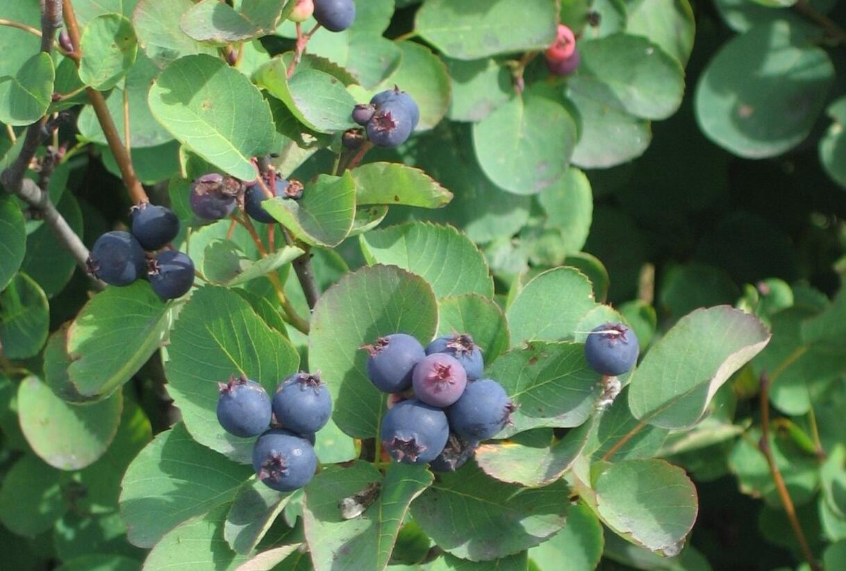 Muchovník olšolistý 'Obelisk' - Amelanchier alnifolia 'Obelisk'