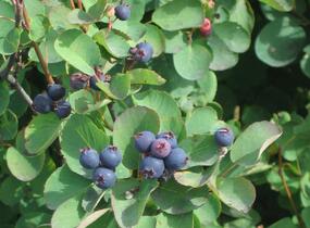 Muchovník olšolistý 'Obelisk' - Amelanchier alnifolia 'Obelisk'