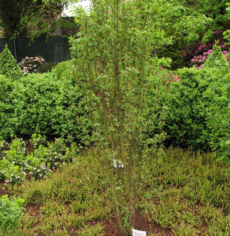 Muchovník olšolistý 'Obelisk' - Amelanchier alnifolia 'Obelisk'
