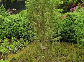 Muchovník olšolistý 'Obelisk' - Amelanchier alnifolia 'Obelisk'