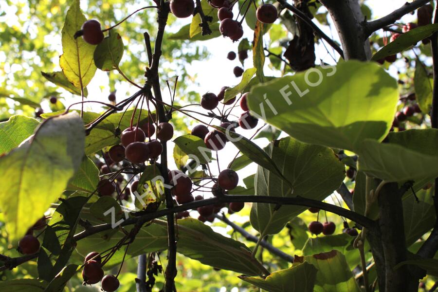 Okrasná jabloň 'Profusion' - Malus 'Profusion'