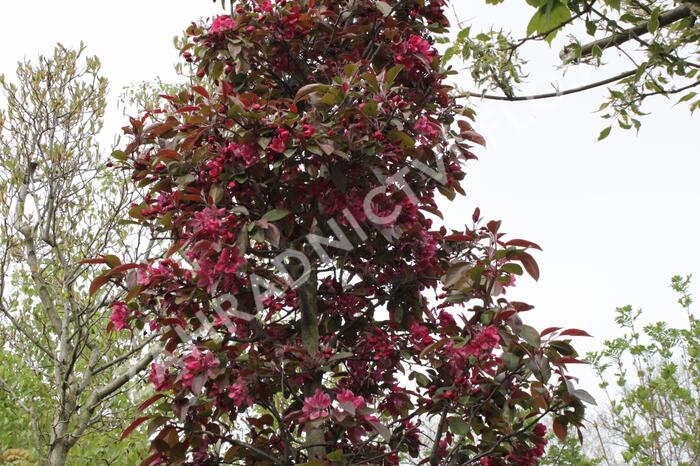 Jabloň okrasná 'Profusion' - Malus 'Profusion'