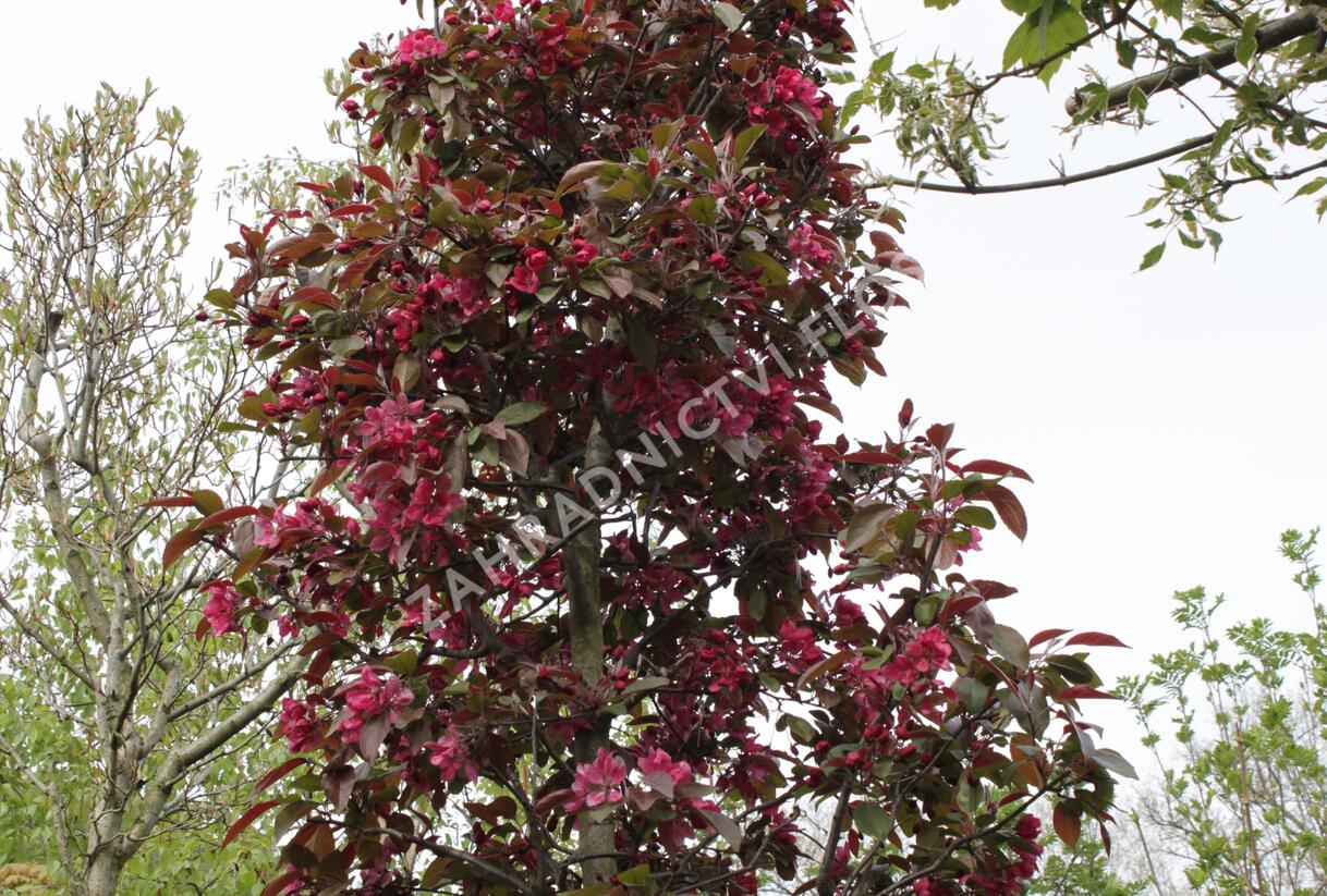 Jabloň okrasná 'Profusion' - Malus 'Profusion'