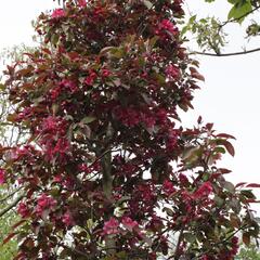 Jabloň okrasná 'Profusion' - Malus 'Profusion'