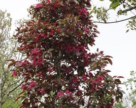 Jabloň okrasná 'Profusion'
