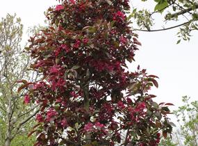 Jabloň okrasná 'Profusion' - Malus 'Profusion'