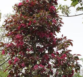 Okrasná jabloň 'Profusion' - Malus 'Profusion'