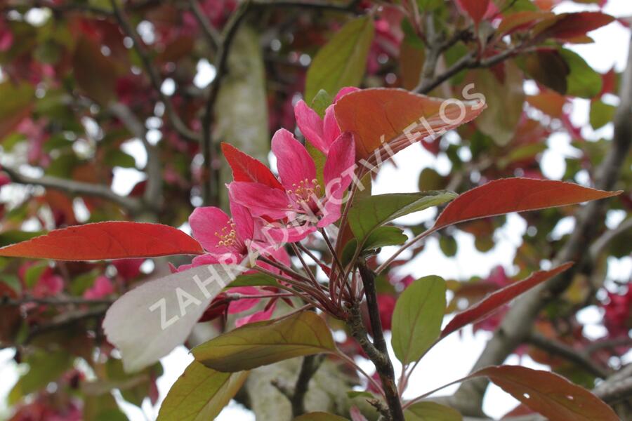Jabloň okrasná 'Profusion' - Malus 'Profusion'