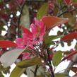 Jabloň okrasná 'Profusion' - Malus 'Profusion'