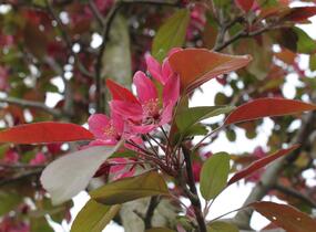 Jabloň okrasná 'Profusion' - Malus 'Profusion'