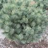 borovice lesn Watereri - Pinus sylvestris Watereri